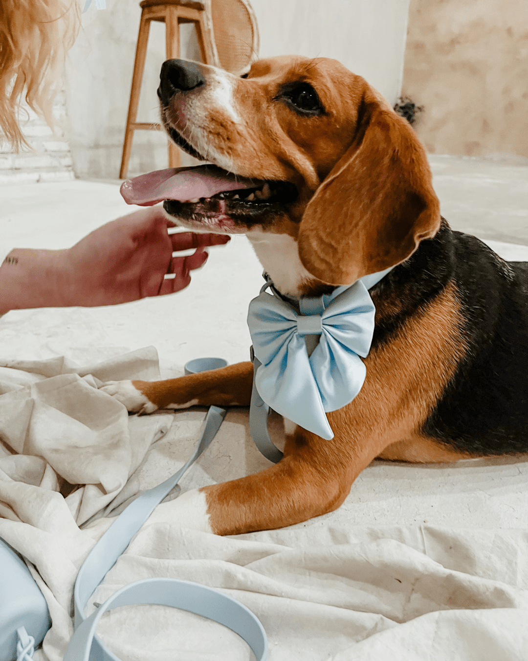 Wander! Waterproof Collar - Sky