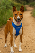 Load image into Gallery viewer, Parisian Pet 'Freedom Harness' for Dogs & Cats – Comfortable and Durable Neon Blue Pet Harness

