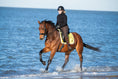 Load image into Gallery viewer, Mimosa Saddle Pad
