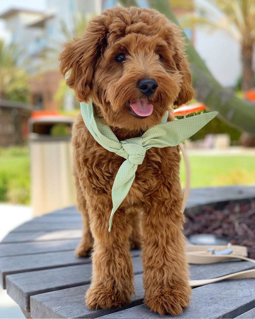 CLASSIC NECKTIE - Southlake Paws