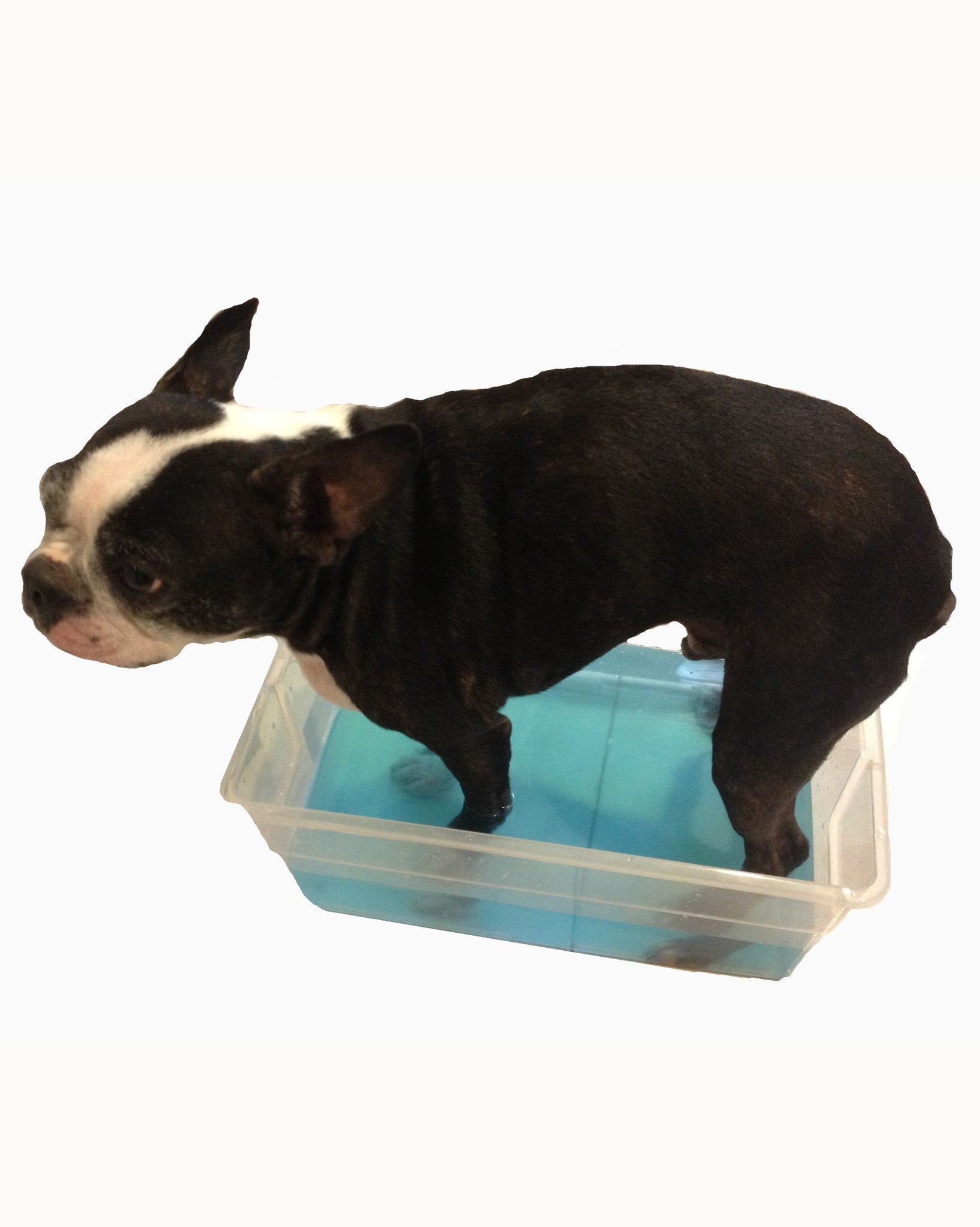 Deep Cleaning Paw Fizz Balls - Professional Size 