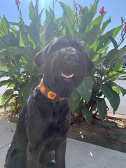 TKC Morocco Beaded Dog Collar