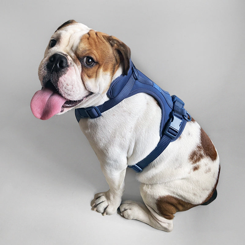 Harness - Southlake Paws