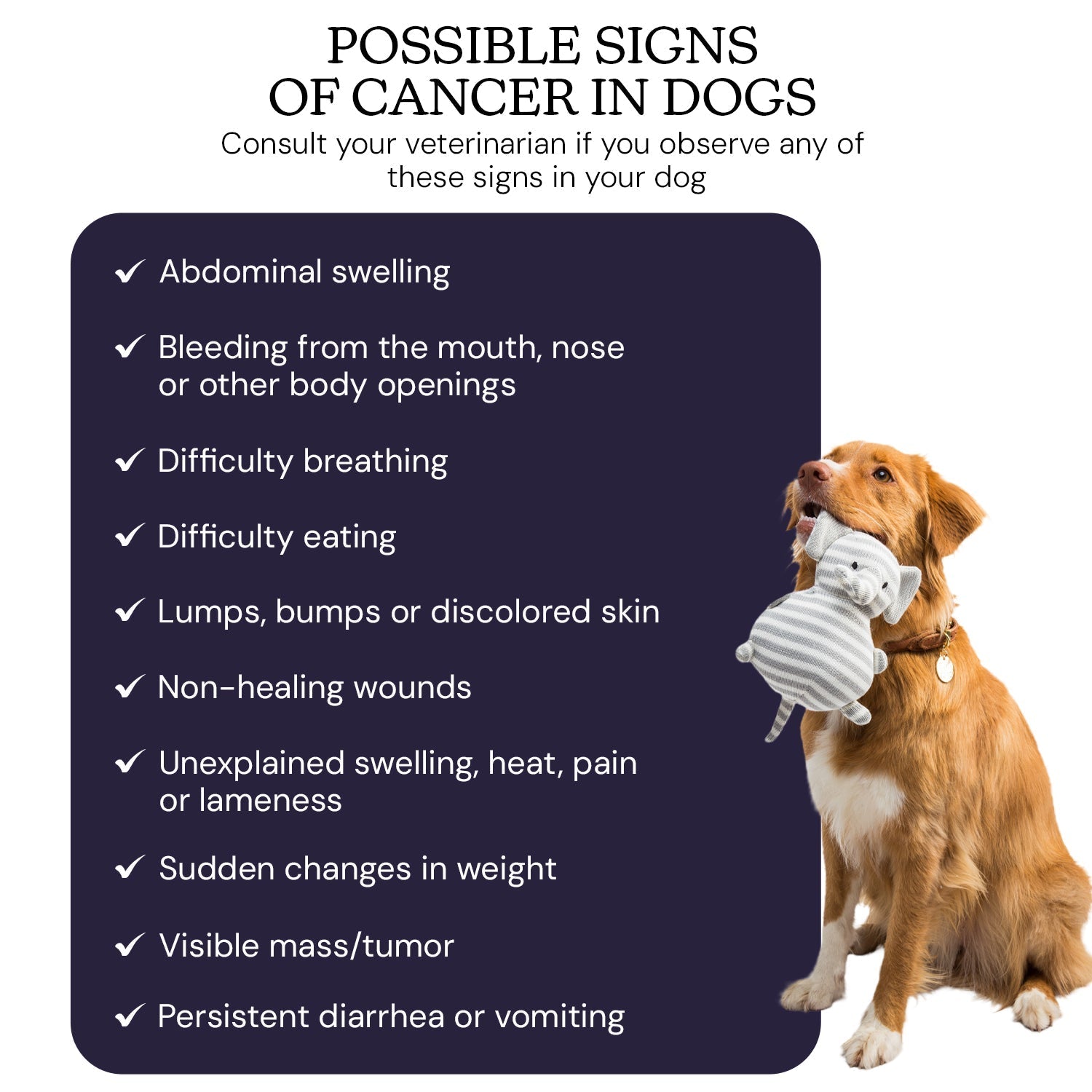 Oncotect Essential At-Home Dog Cancer Screening Test Kit with a golden retriever holding a toy, listing possible cancer signs