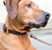 Orange Cross Dog Collar