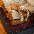 Load image into Gallery viewer, Orthopedic Foam Sherpa Pillow Bed - Orthopedic Dog Bed
