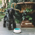 White and blue ceramic dog bowl