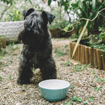 Blue and white ceramic dog bowl