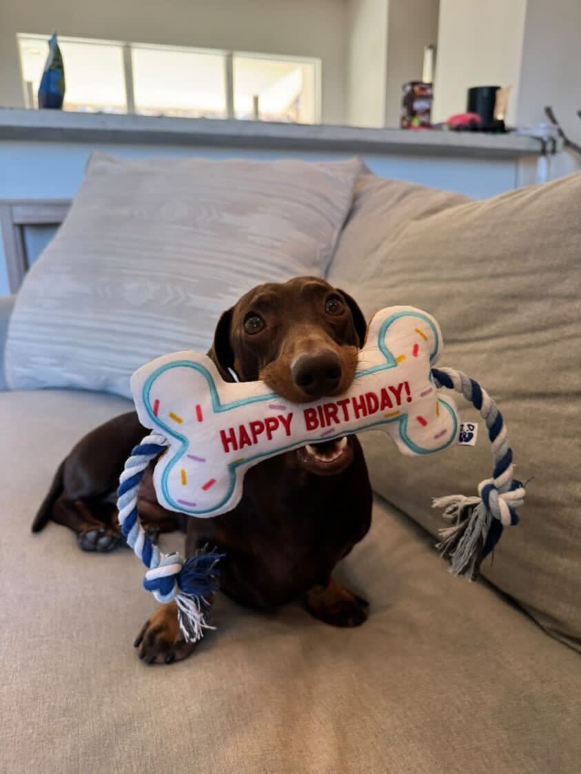 BIRTHDAY BONE - Southlake Paws