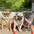 Load image into Gallery viewer, Frootie Patootie Reversible Harness - Southlake Paws
