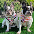 Load image into Gallery viewer, Frootie Patootie Free-Fit Harness - Southlake Paws
