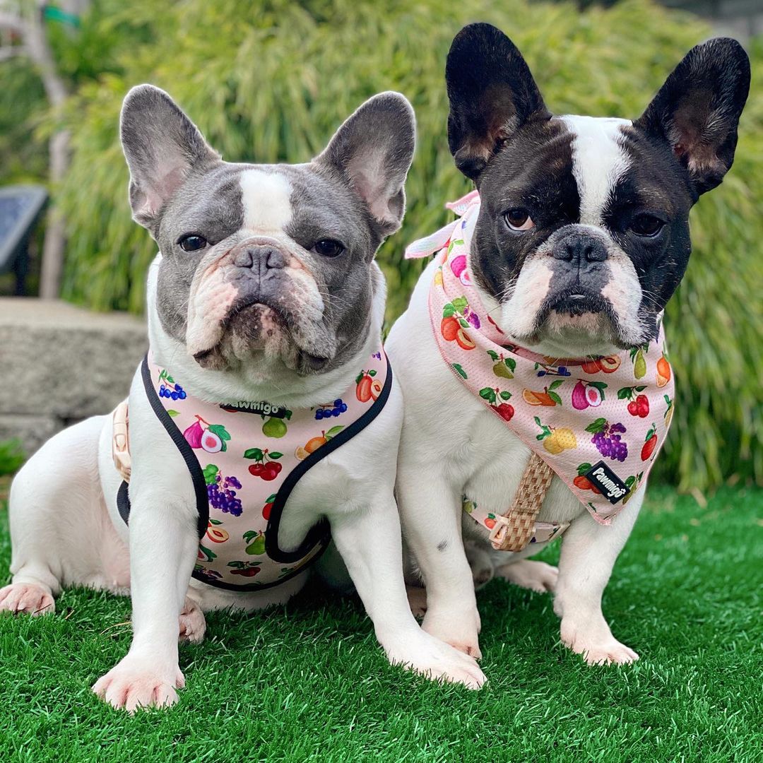 Frootie Patootie Cooling Bandana - Southlake Paws