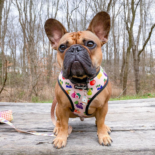Frootie Patootie Reversible Harness - Southlake Paws