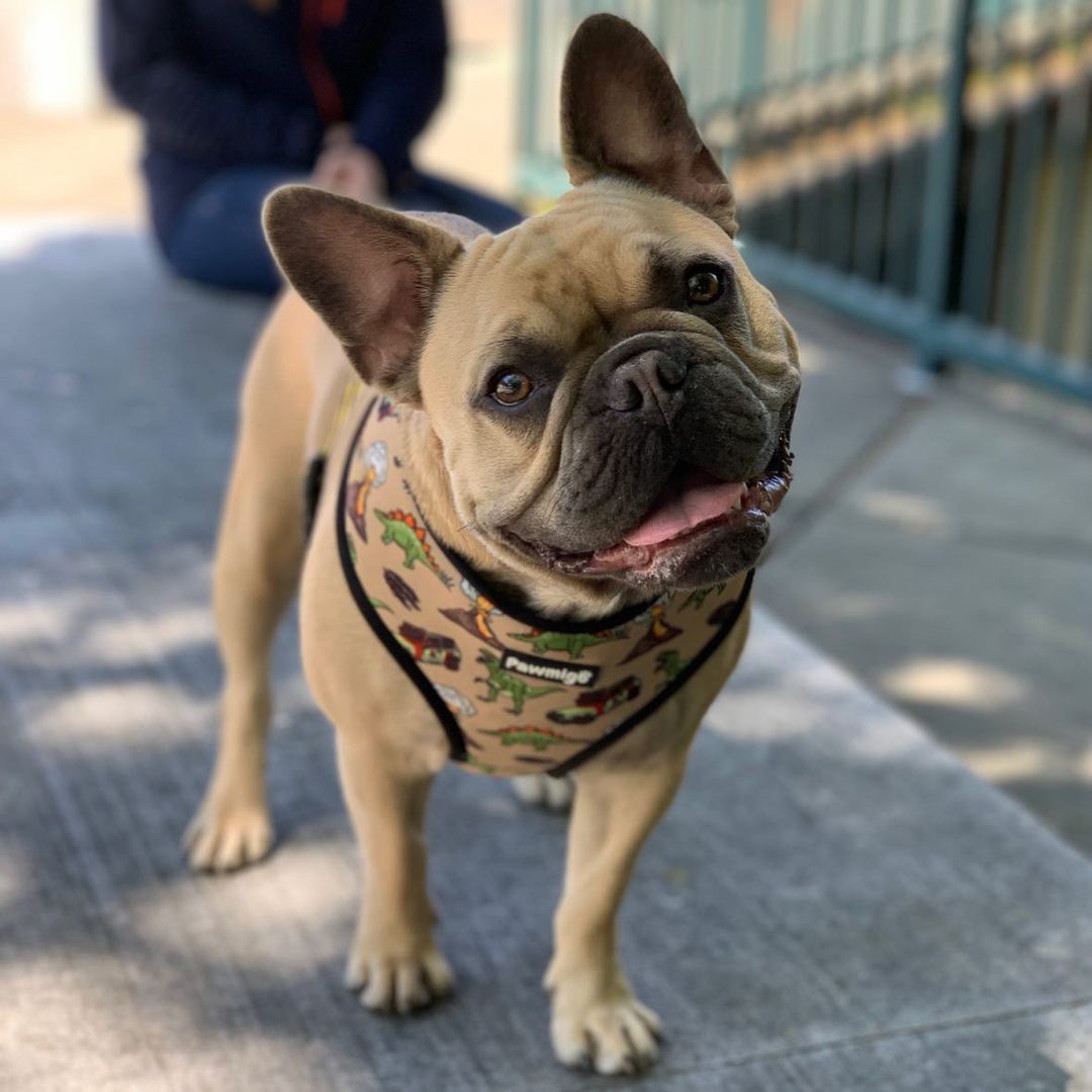 Jurassic Bark Reversible Harness - Southlake Paws