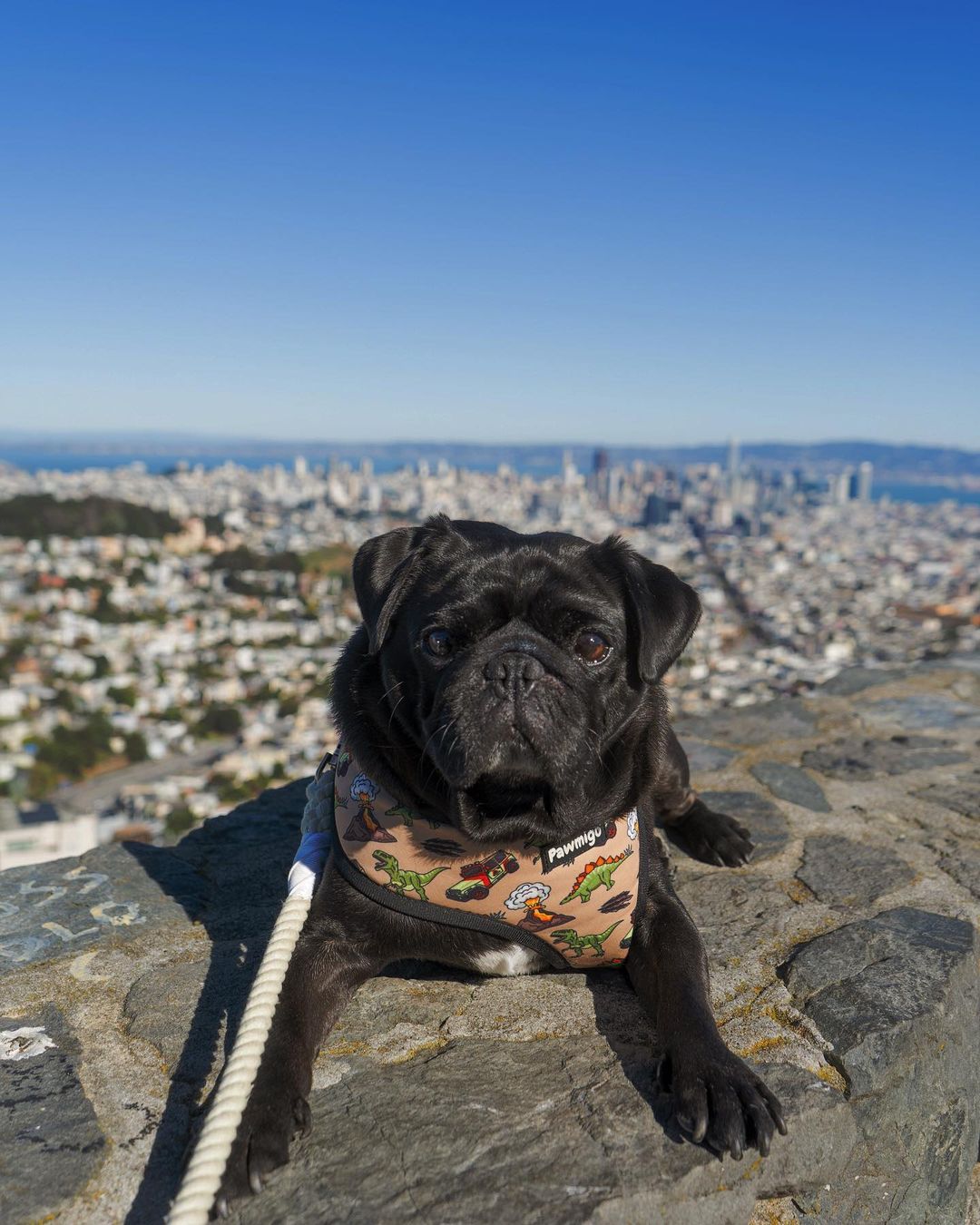 Jurassic Bark Reversible Harness - Southlake Paws