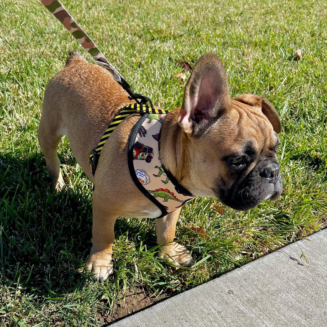Jurassic Bark Reversible Harness - Southlake Paws