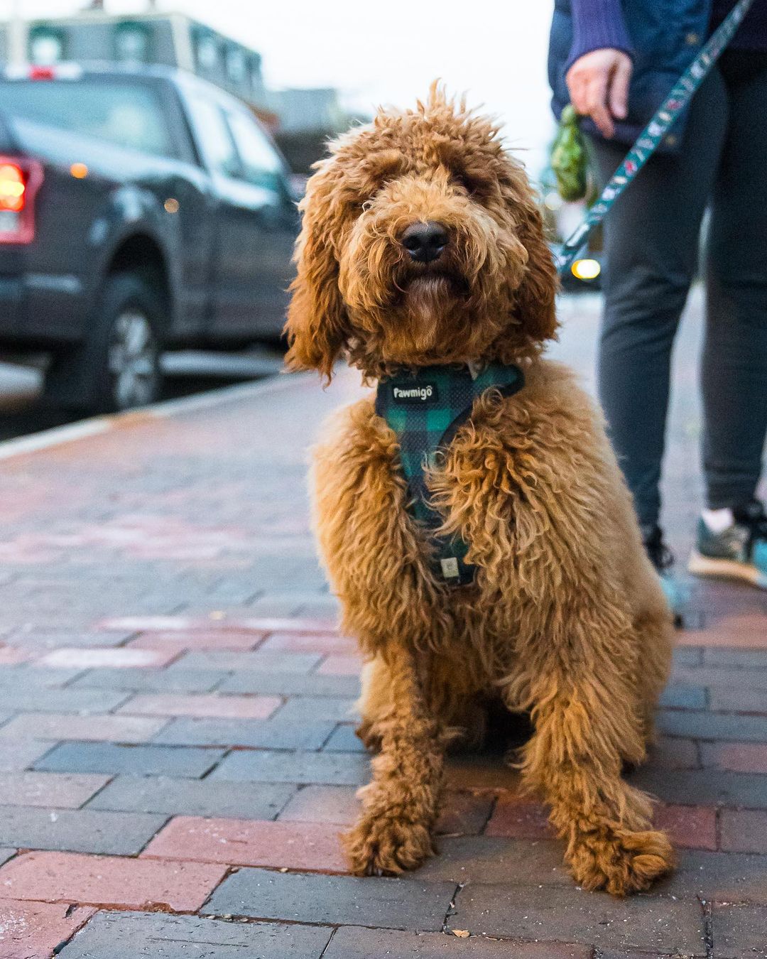 Lumbersnack Leash Kit - Southlake Paws