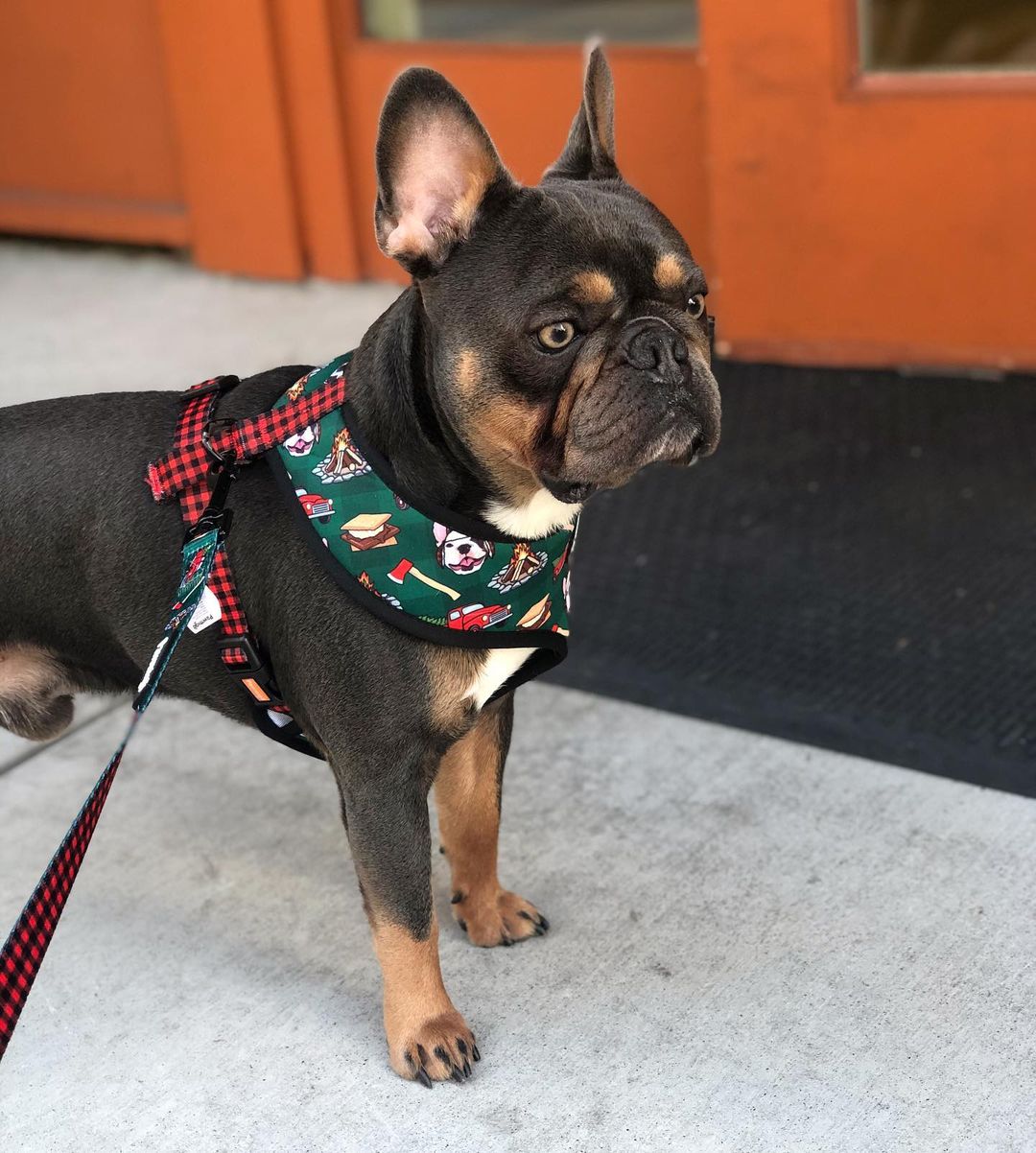 Lumbersnack Reversible Harness - Southlake Paws