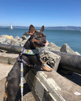 Load image into Gallery viewer, Muddy Paws Leash Kit - Southlake Paws
