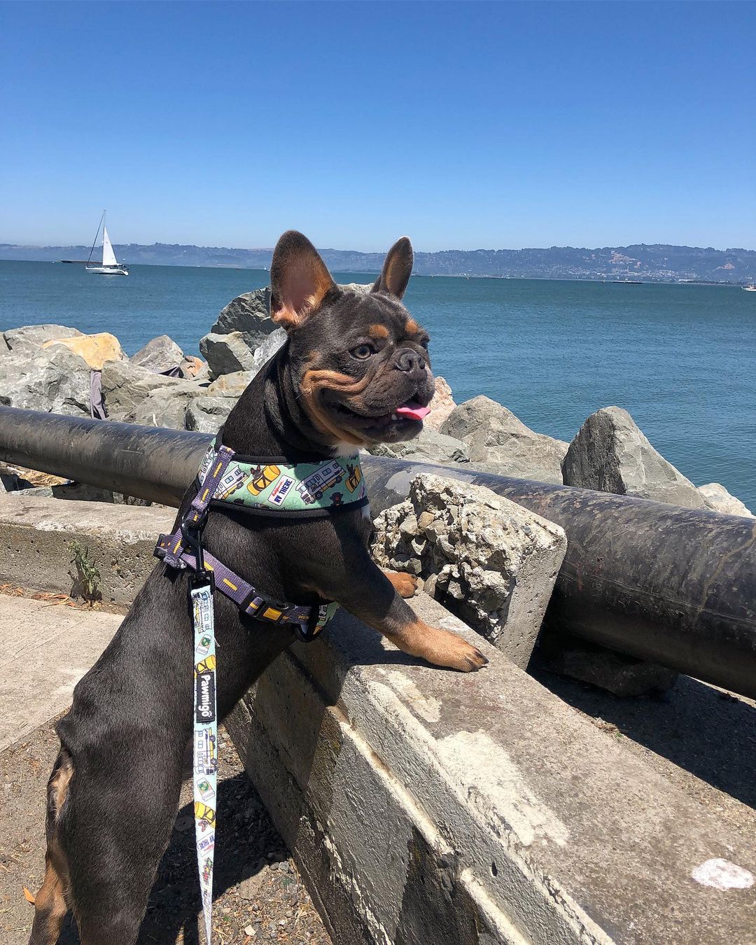 Muddy Paws Leash Kit - Southlake Paws