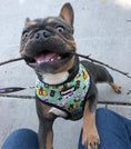 Load image into Gallery viewer, Muddy Paws Leash Kit - Southlake Paws
