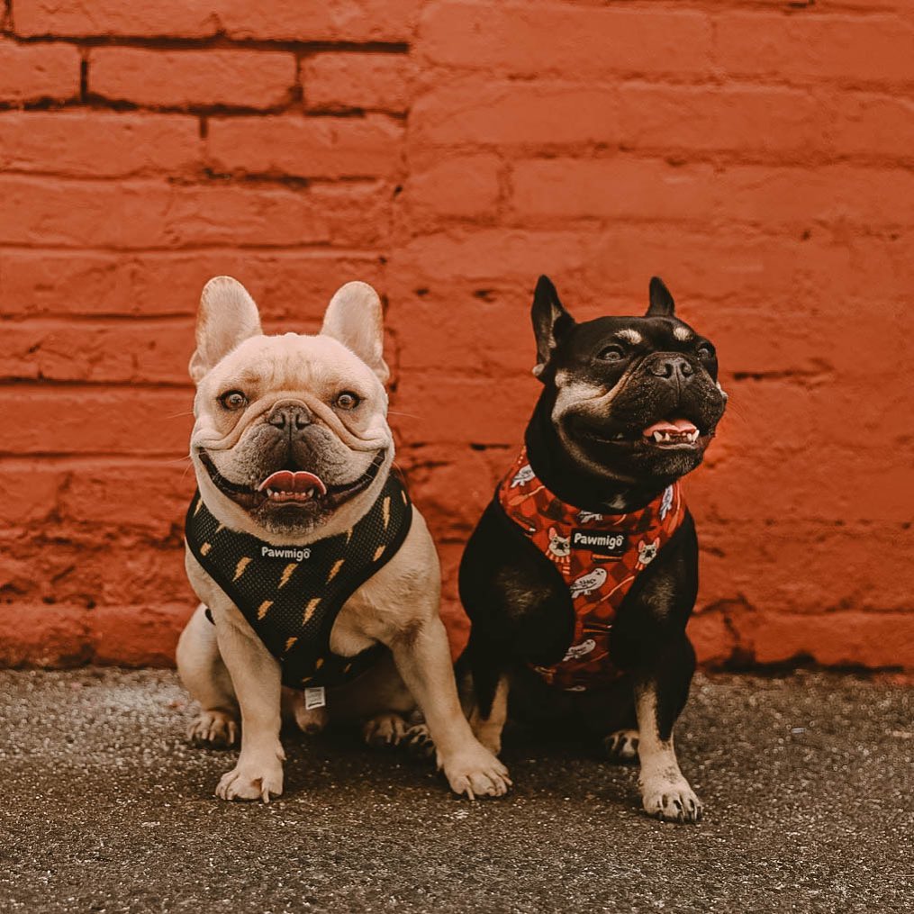Pawgwarts Reversible Harness - Southlake Paws