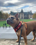 Load image into Gallery viewer, Pawgwarts Reversible Harness - Southlake Paws
