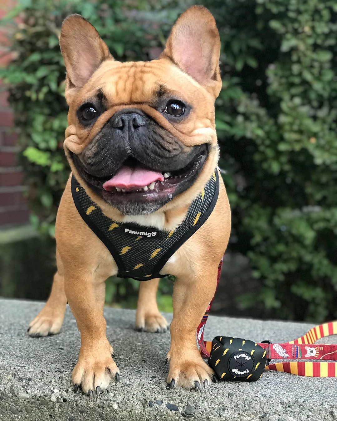 Pawgwarts Reversible Harness - Southlake Paws