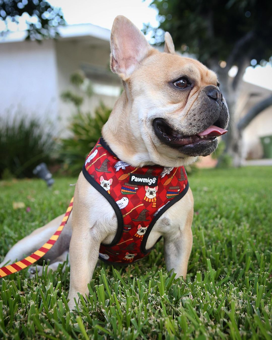 Pawgwarts Reversible Harness - Southlake Paws