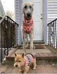 Load image into Gallery viewer, Peach Fairisle Dog Sweater

