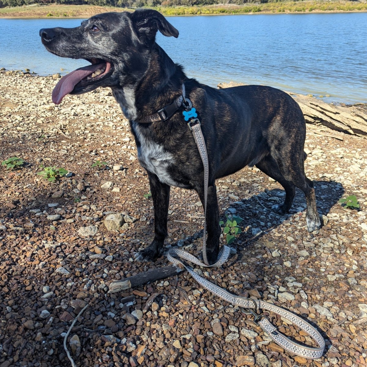 Pendleton Adventure Collar - Dog Collar