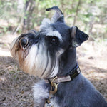Pendleton Hiker Collar