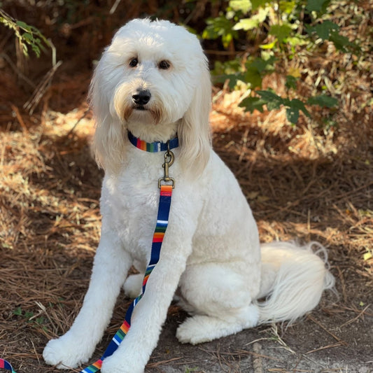 Pendleton National Park Adventure Collar - Dog Collar