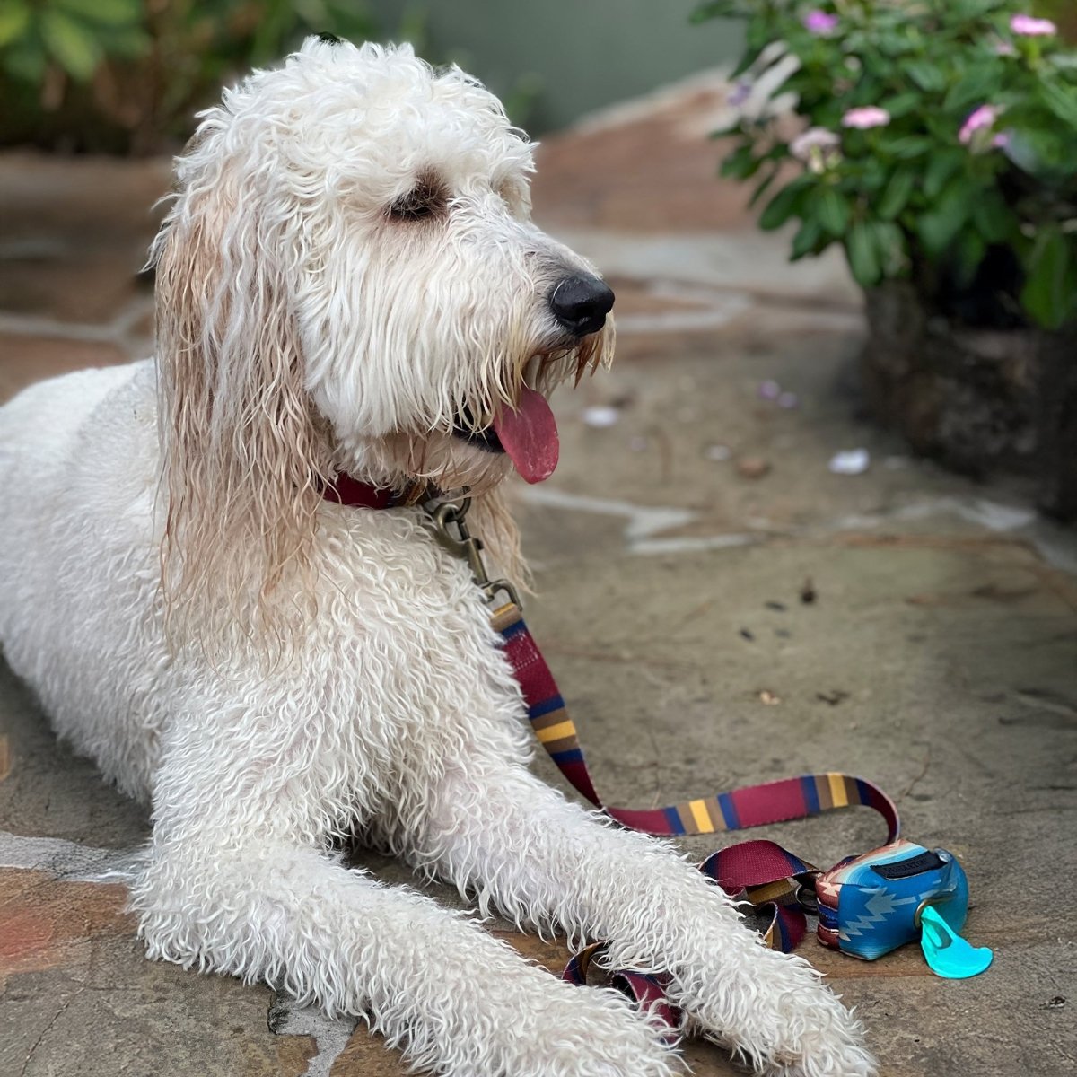 Pendleton National Park Adventure Leash - Dog Leash