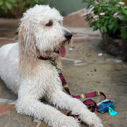 Pendleton National Park Adventure Leash 