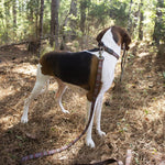 Pendleton National Park Hiker Leash