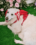 Load image into Gallery viewer, Petite Bow Clips - Cherry
