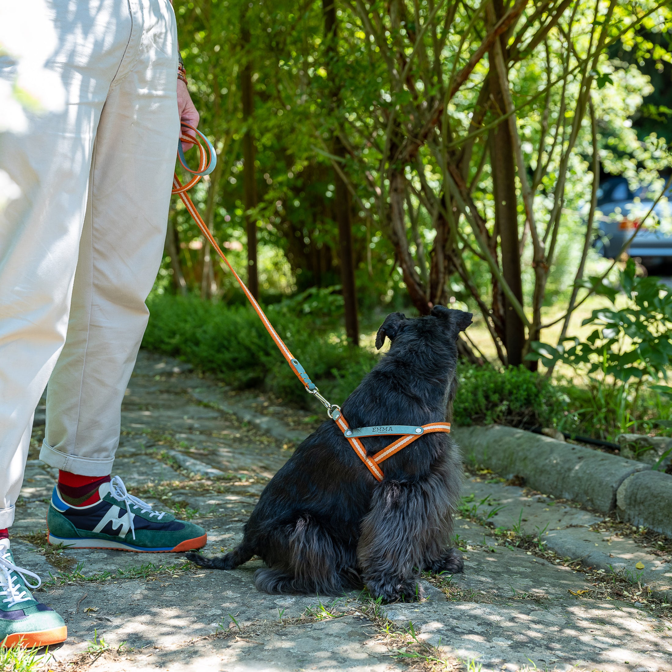 Nubuck Celestial Dog Harness