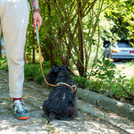 Nubuck Celestial Dog Leash