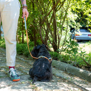 Nubuck Celestial Dog Leash