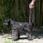 Nubuck Fuchsia Dog Leash