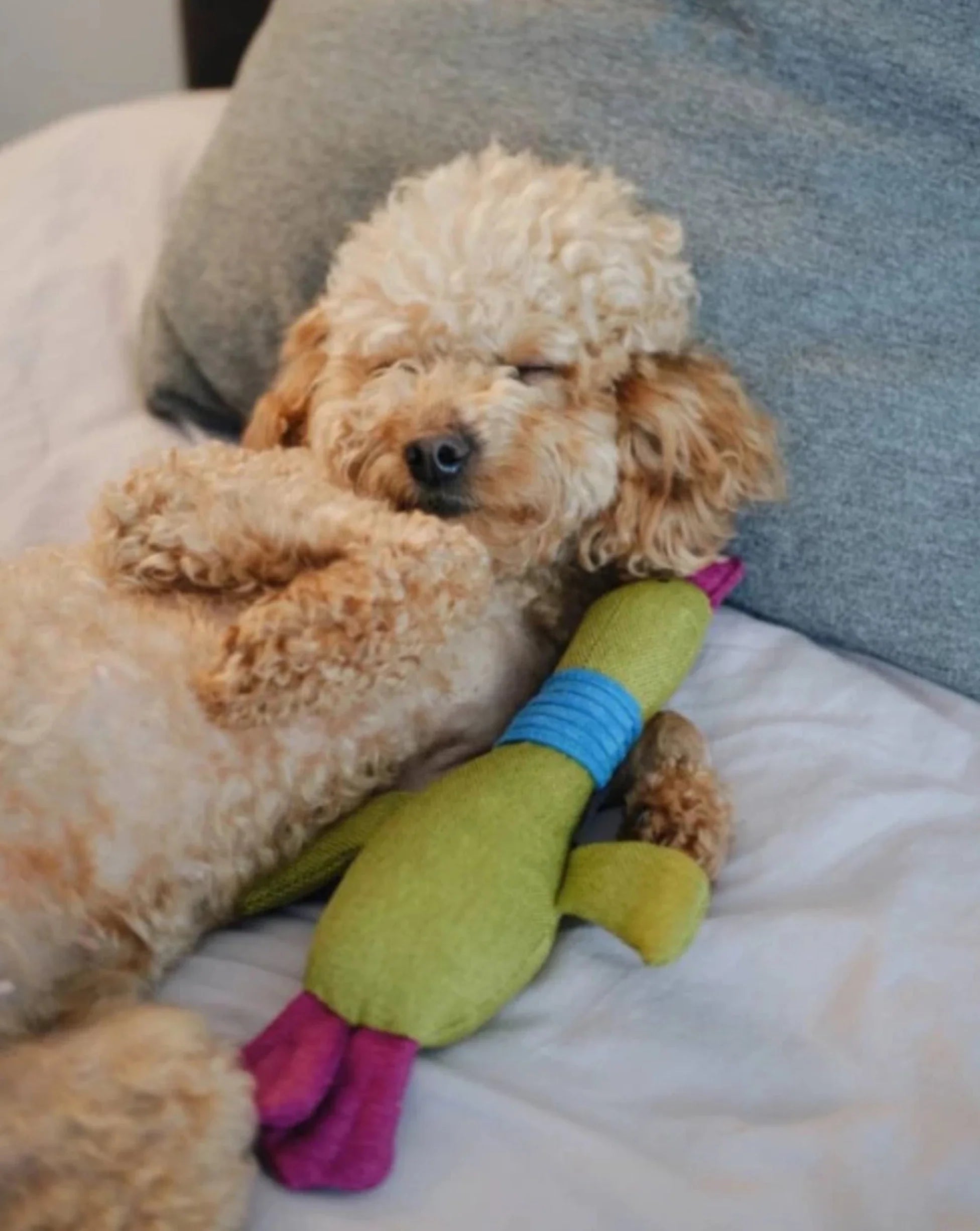 Pet Toy - Duck Jose - Southlake Paws