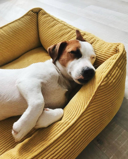 Corduroy Dog Bed Dreamer - Southlake Paws