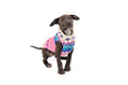 Load image into Gallery viewer, Pink Ski Bum Dog Sweater

