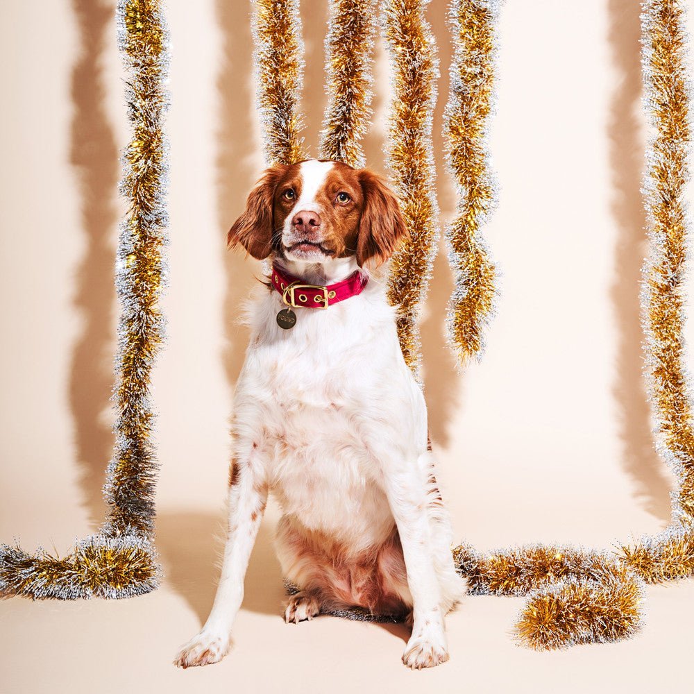 Dog Collars Premium Pink Washable Velvet Cat & Dog Collar