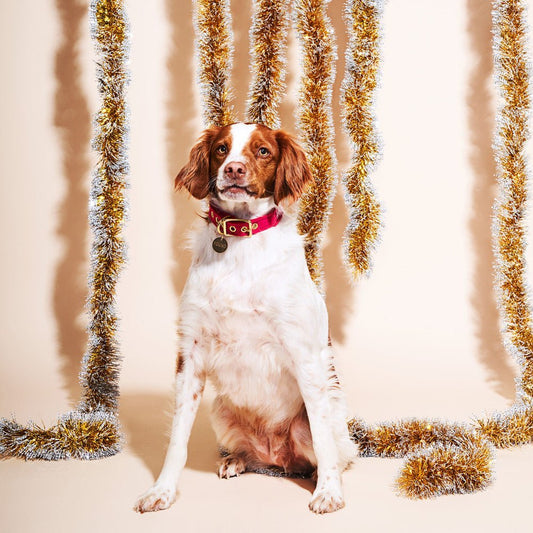 Dog Collars Premium Pink Washable Velvet Cat & Dog Collar