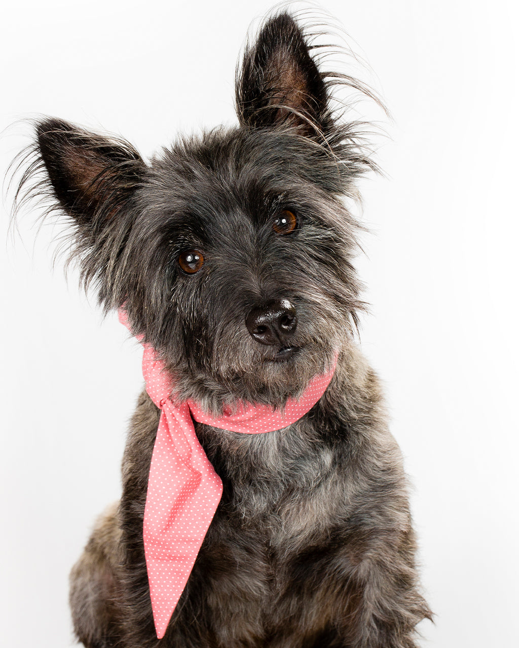 CLASSIC NECKTIE - Southlake Paws