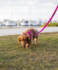 Load image into Gallery viewer, Pink Dog Leash by EcoBark - Padded Comfort Grip Leash - 4ft, 5ft, and 6ft Leash for Teacup, Small, and Medium Dogs
