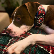 'Captain America'' Collar 