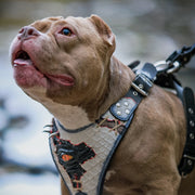 The “Dragon's Eye” Harness LIMITED! 